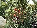 21a - Jardin Tropical 052